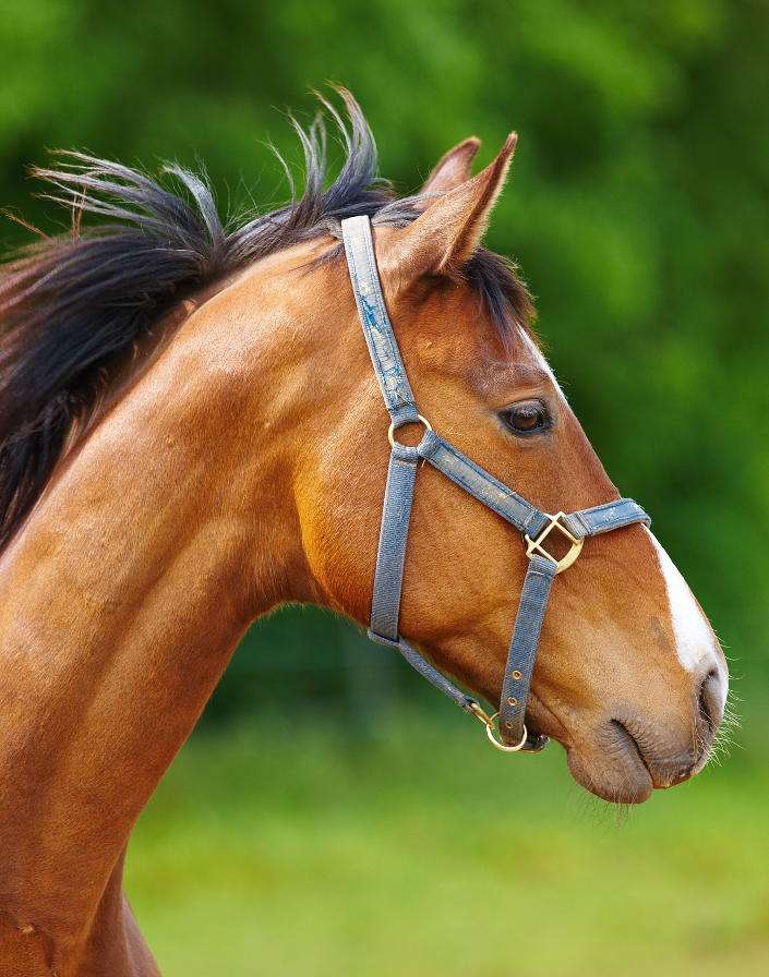 Cavalo castanho-aloirado puzzle online