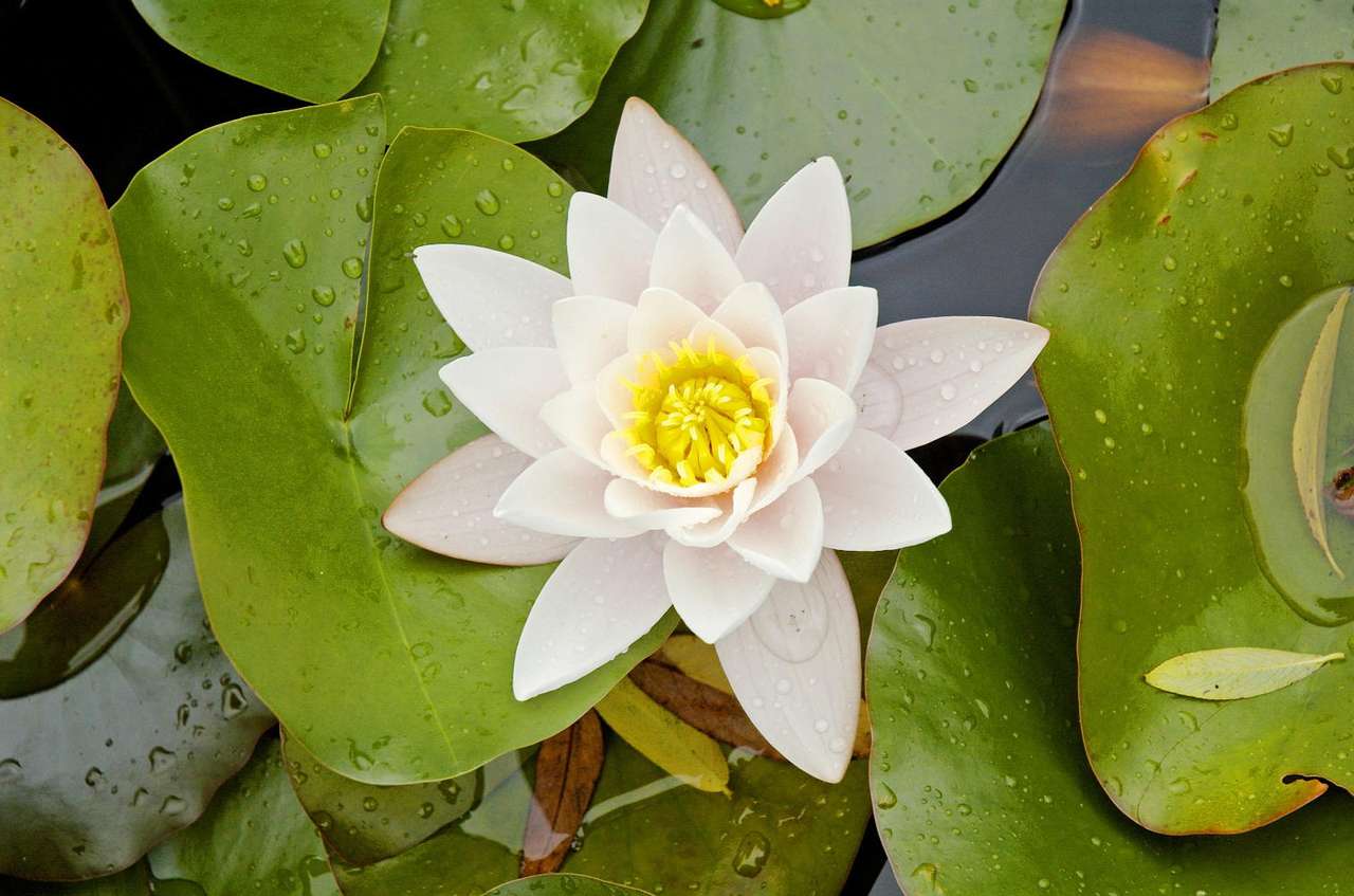 Water-lily online puzzle