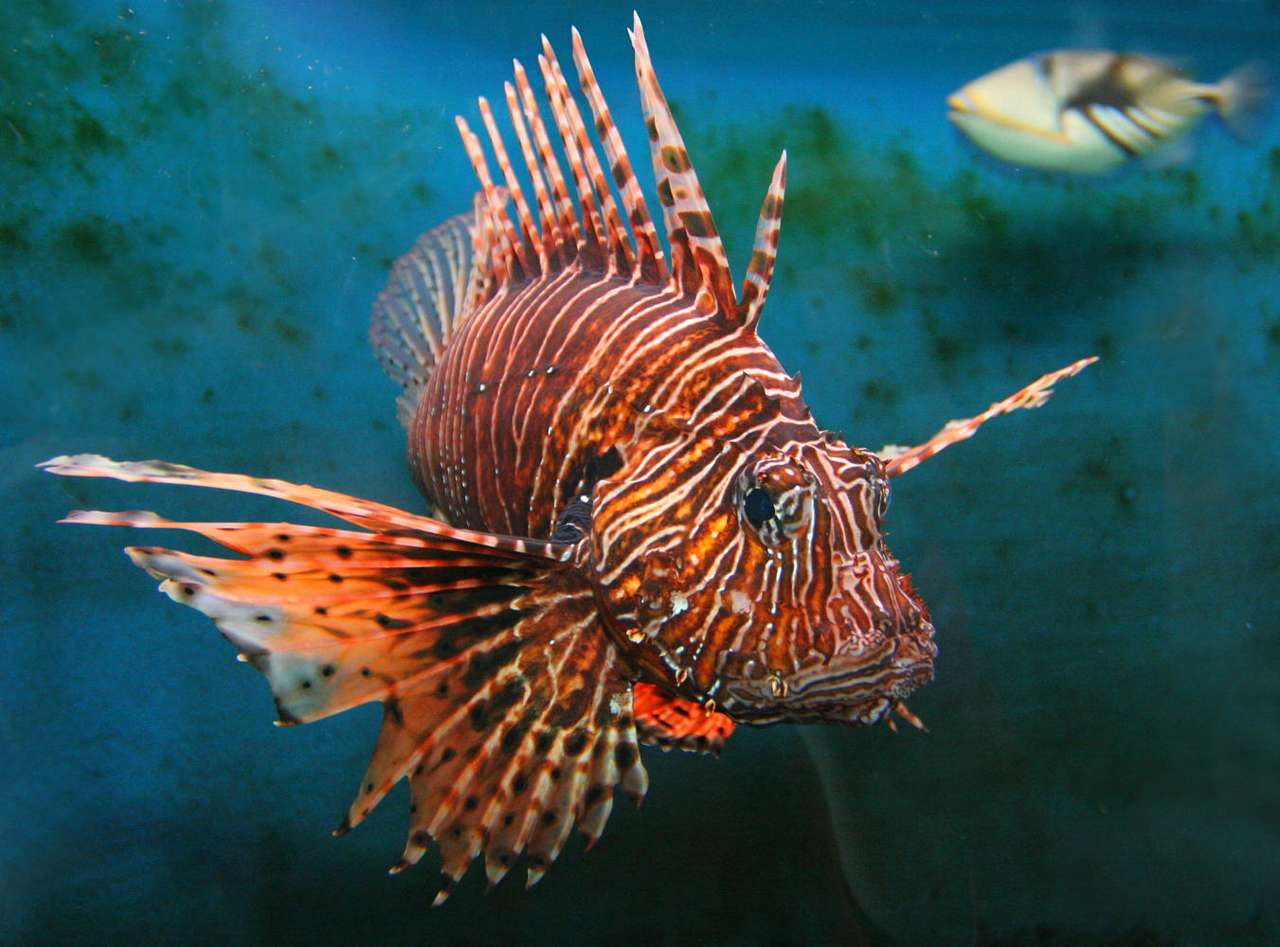 Giant lion-fish puzzle online from photo