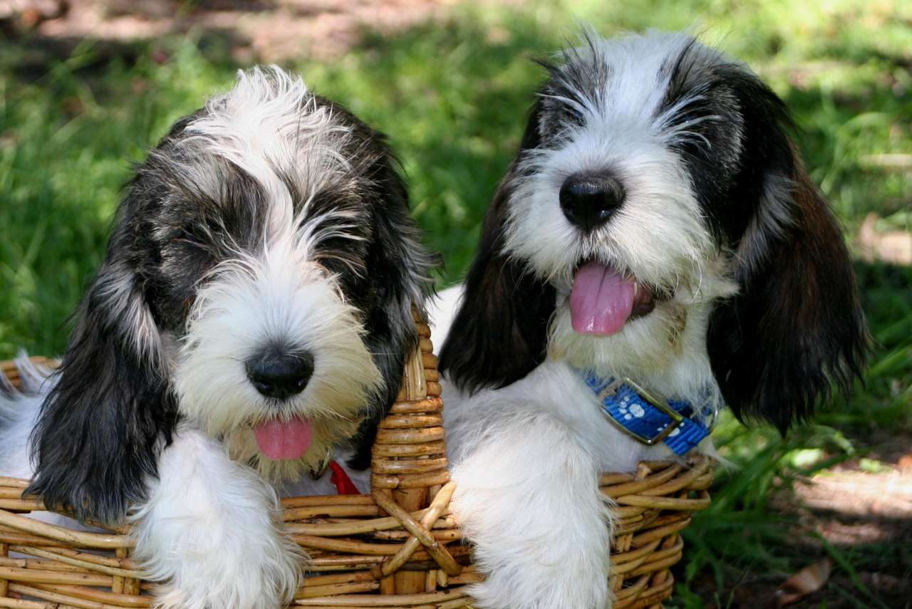 Puppy's in een mand puzzel van foto
