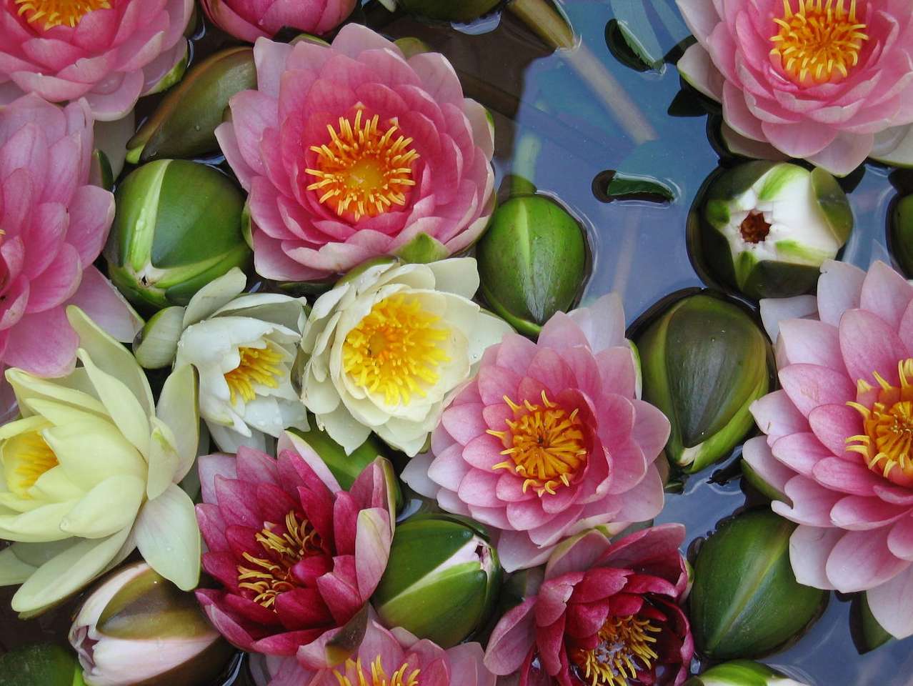 White Waterlily puzzle online from photo