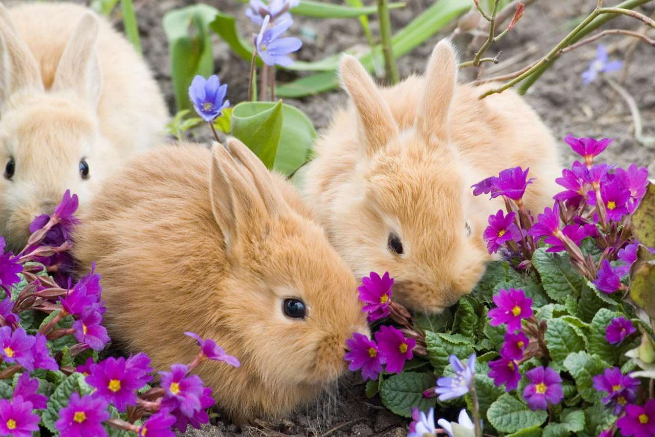 Kaniner Pussel online