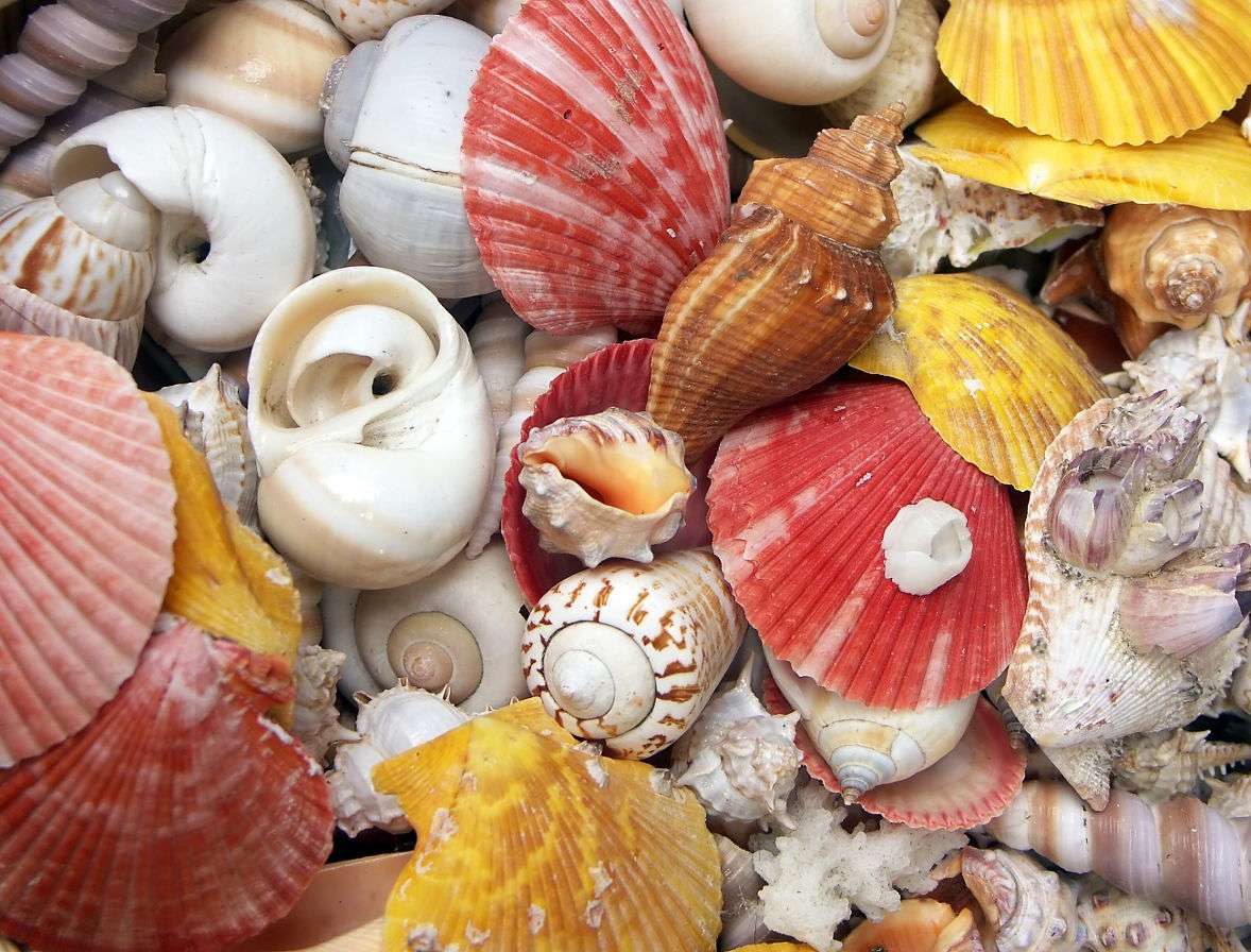 Colorful shells puzzle online from photo