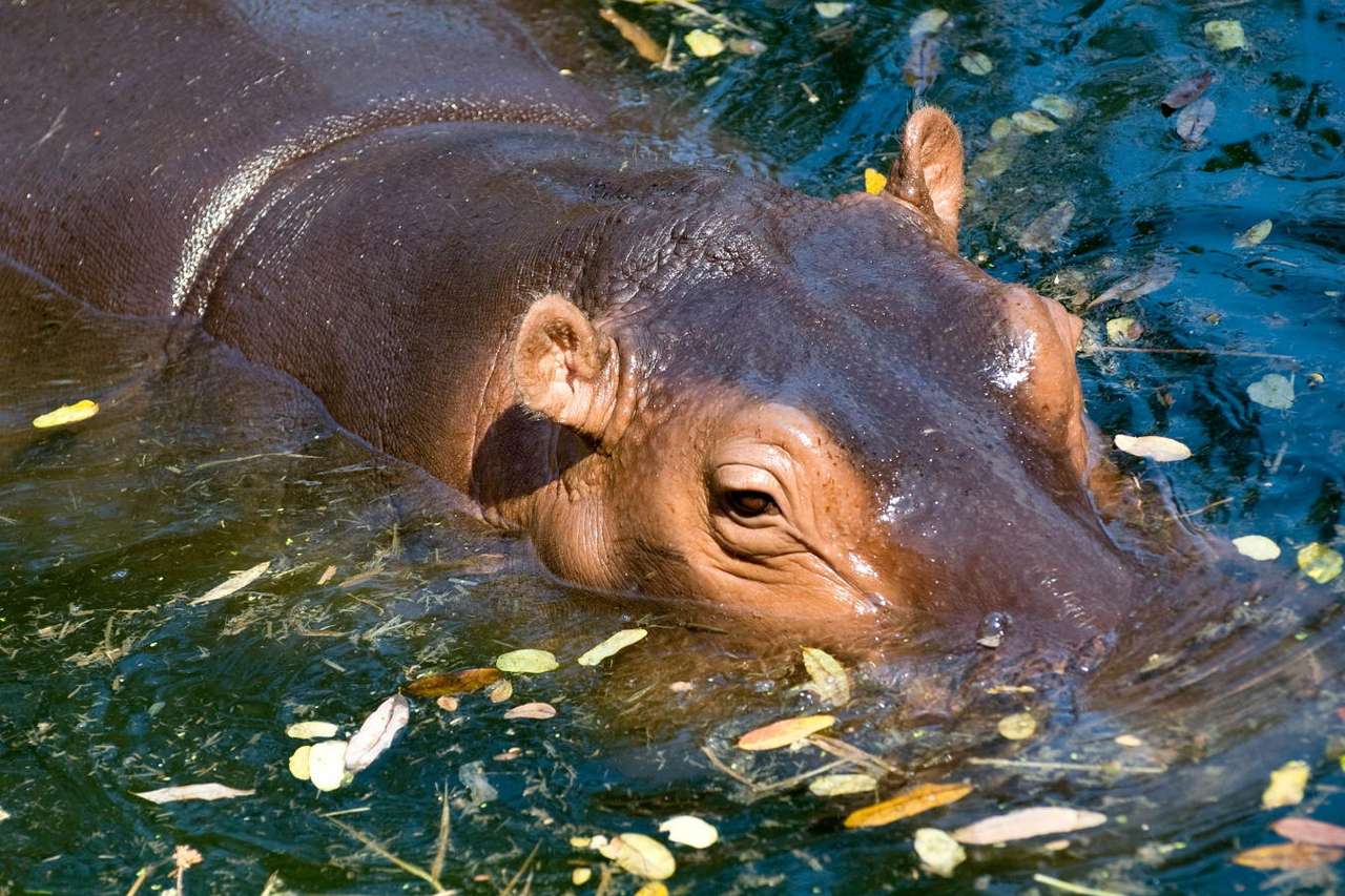 Hippopotamus online puzzle