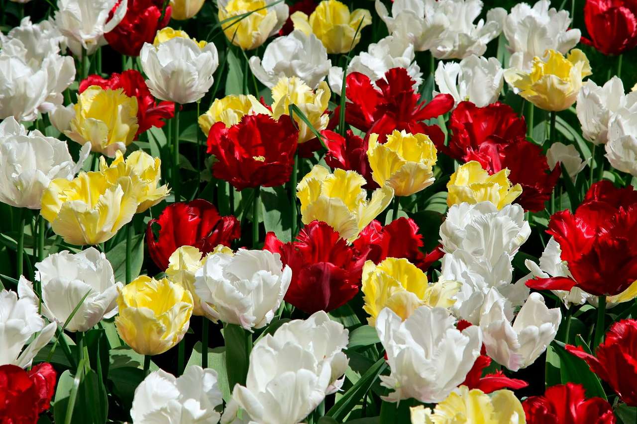 Tulipanes exóticos puzzle online a partir de foto