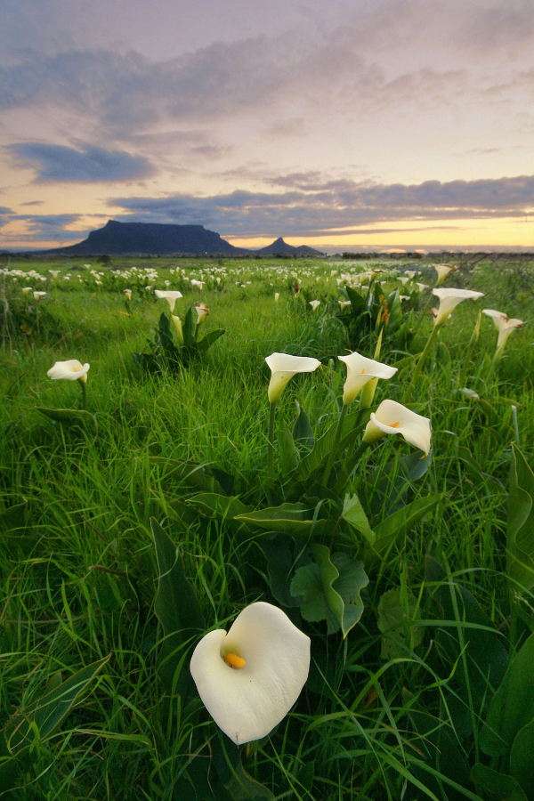 Blommor mot Taffelberget (Sydafrika) pussel online från foto