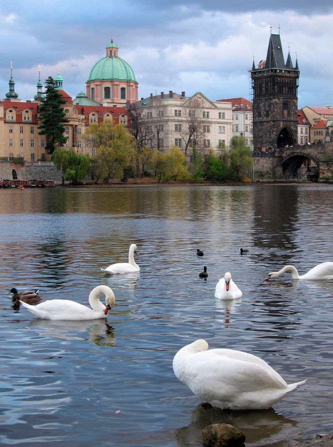 Prágai hattyúk a Moldva folyón (Cseh Köztársaság) online puzzle