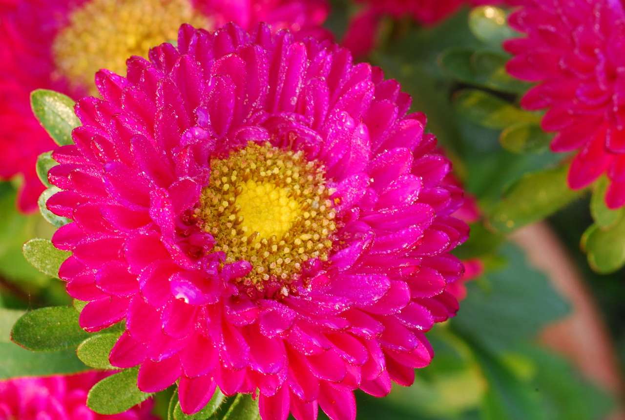 Crizantema roz puzzle online