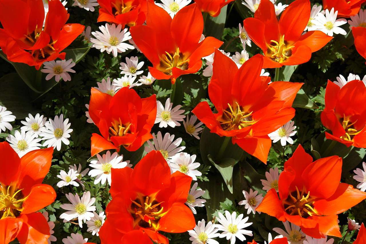Rote und weiße Blüten aus der Festung im Keukenhof (Holland) Online-Puzzle vom Foto