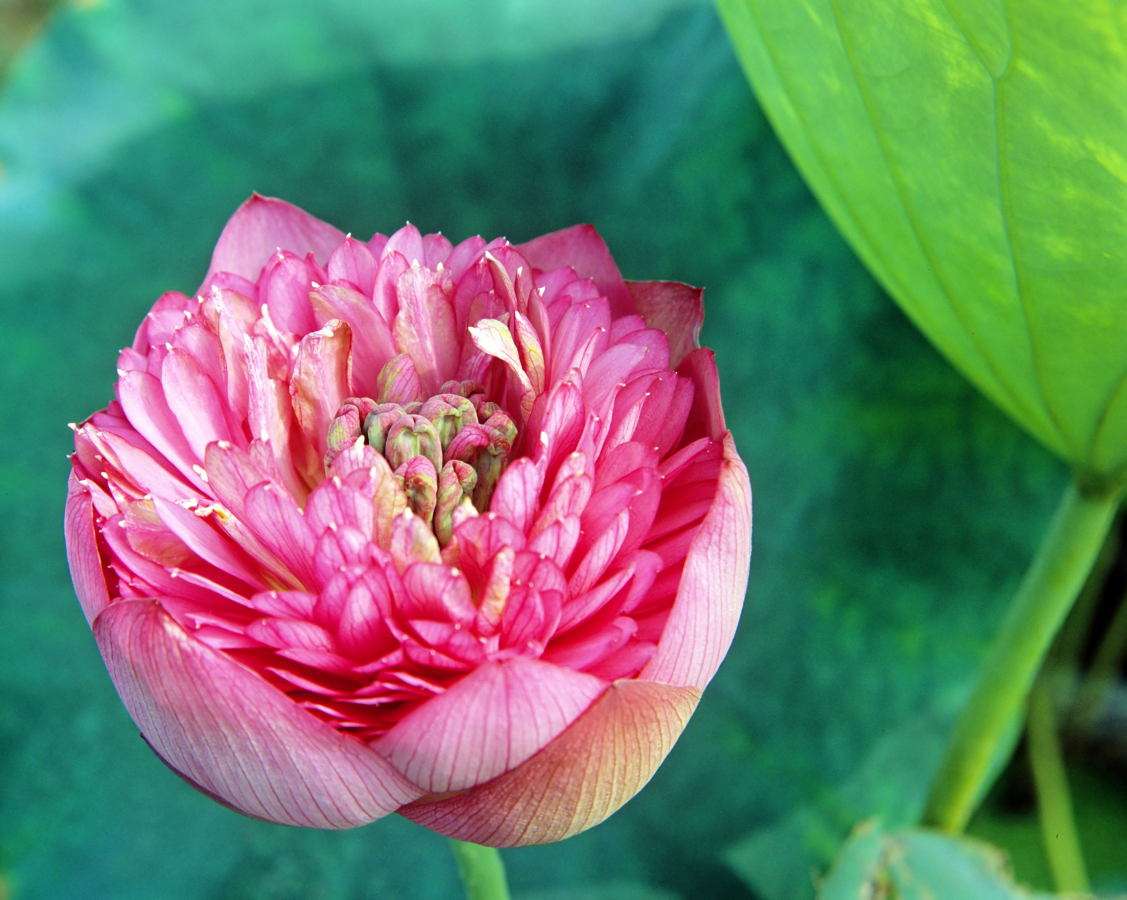 Lotus blomma Pussel online