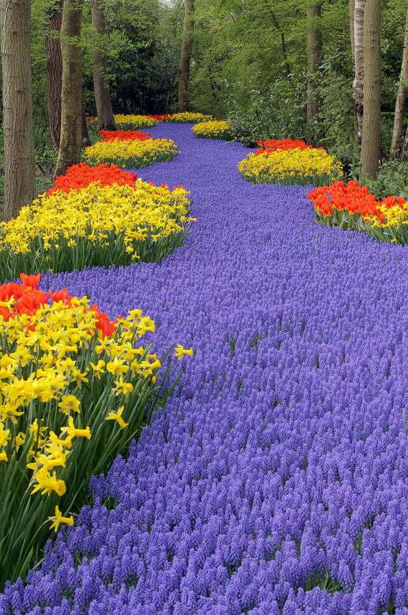 Alfombra de flores en Keukenhof (Holanda) rompecabezas en línea