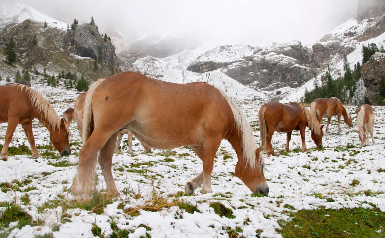 Vilda hästar i alpina Dolomiterna (Italien) Pussel online