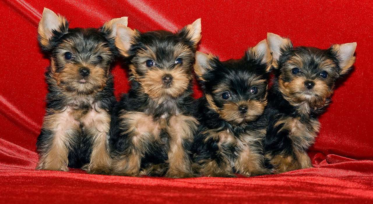 Yorkshire Terrier Puppies puzzle online from photo