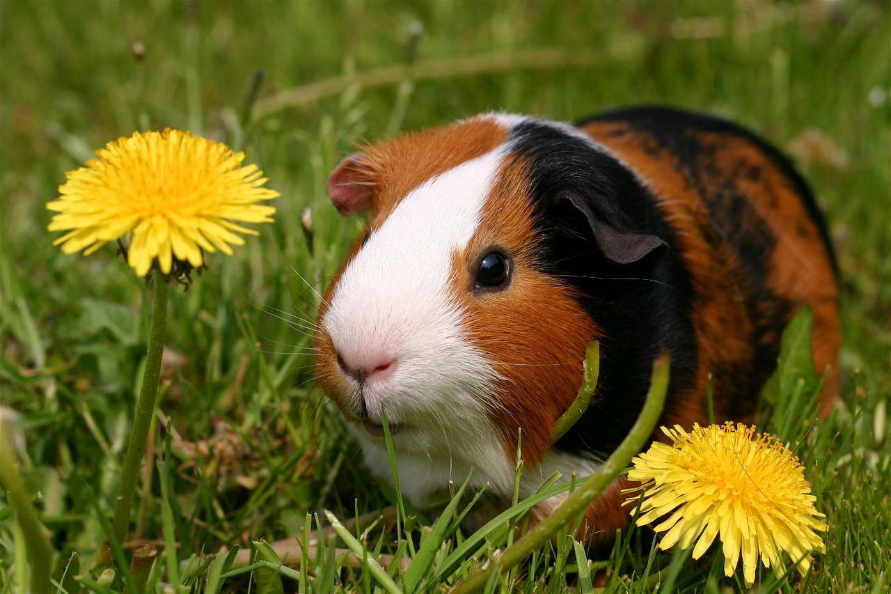 Guinea-pig on a meadow with dandelions puzzle online from photo