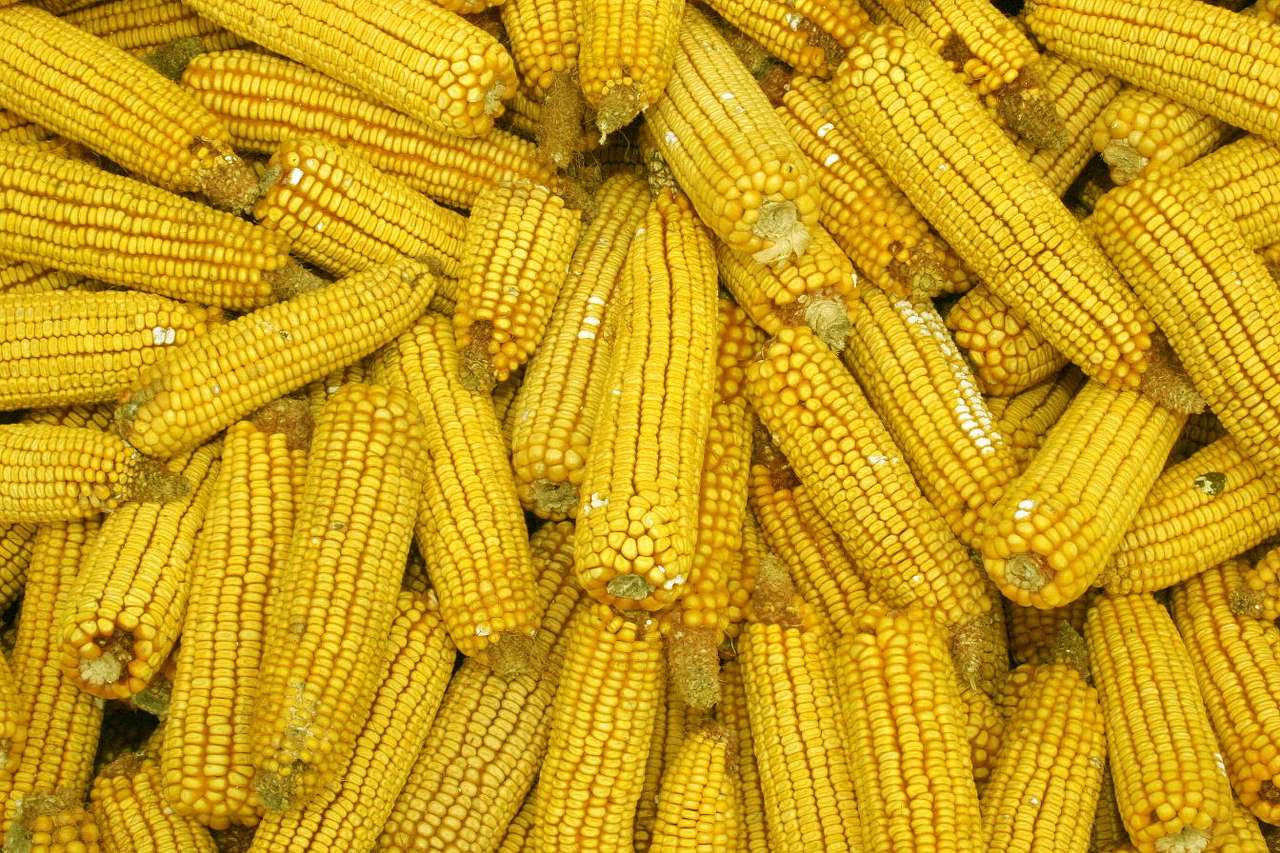 Mazorcas de maíz rompecabezas en línea
