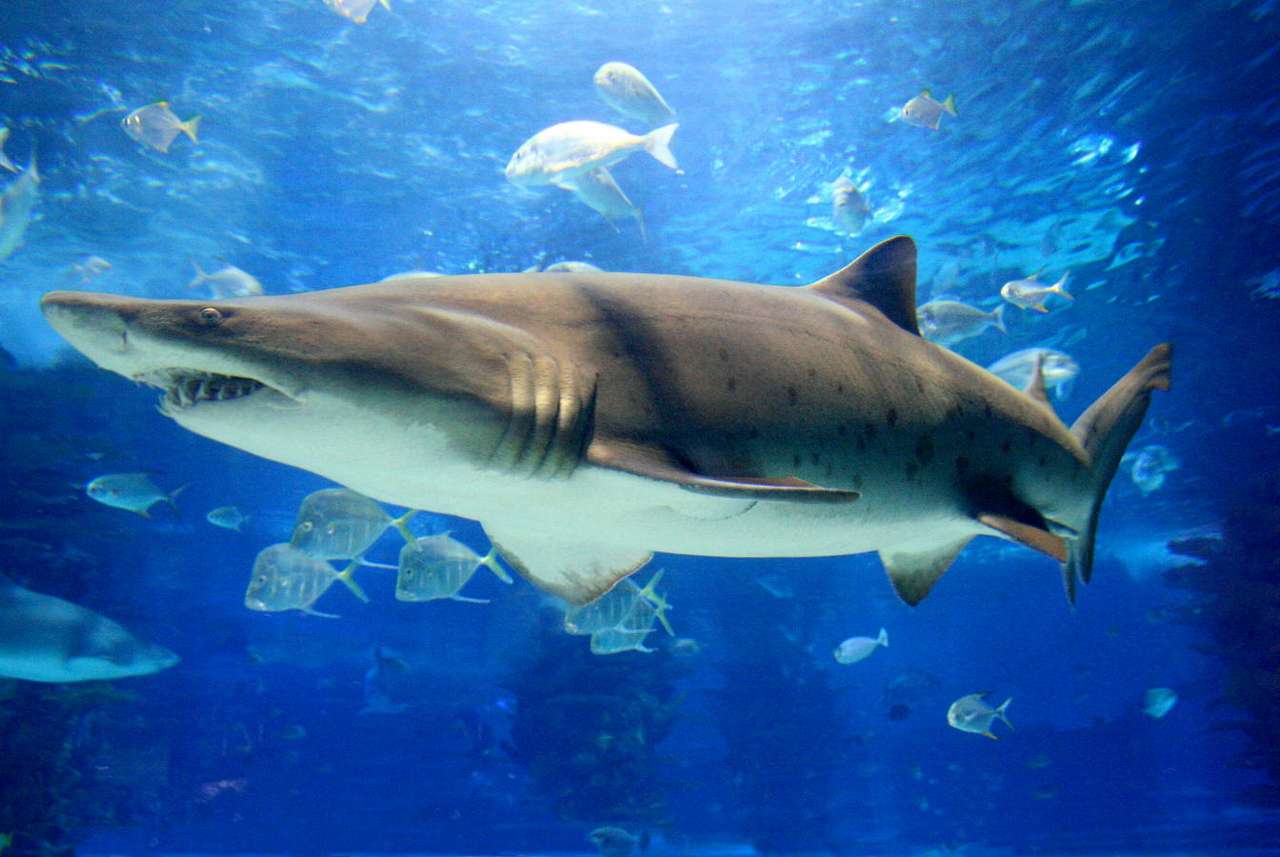 Καρχαρίας τίγρης άμμου online παζλ