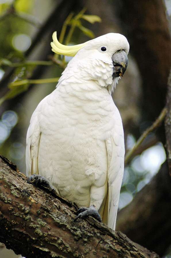 Sírou chocholatý kakadu puzzle online z fotografie