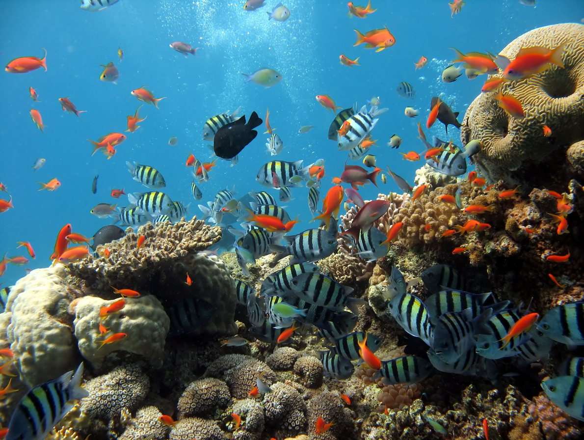 Recif de corali din Marea Roșie puzzle online din fotografie