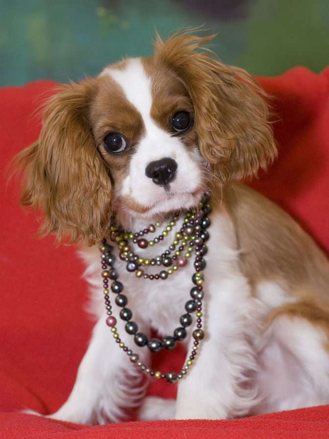 King Charles Spaniel som bär ett halsband av pärlor Pussel online