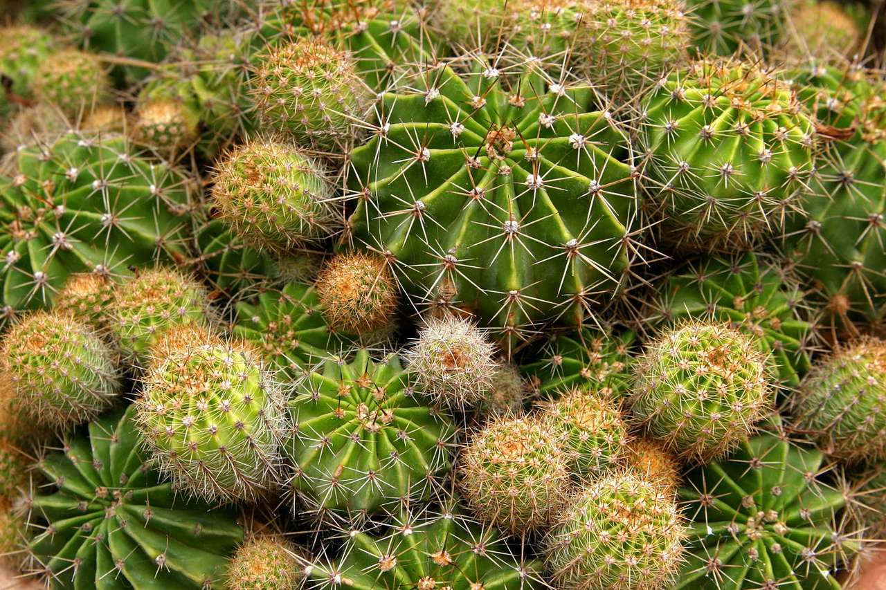 Cactuses puzzle online from photo