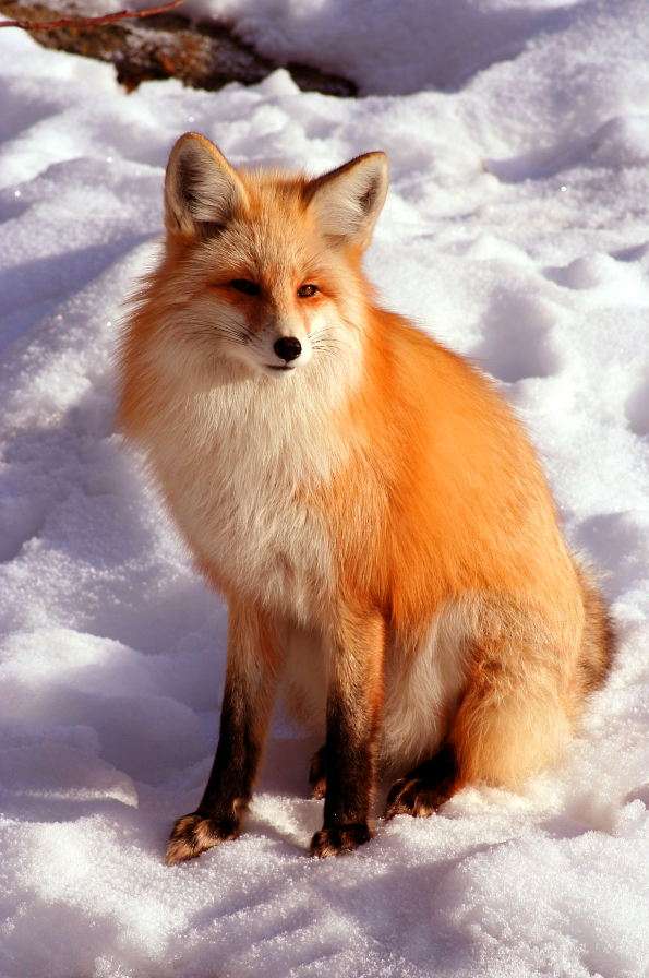 Red Fox na chladný zimní den online puzzle