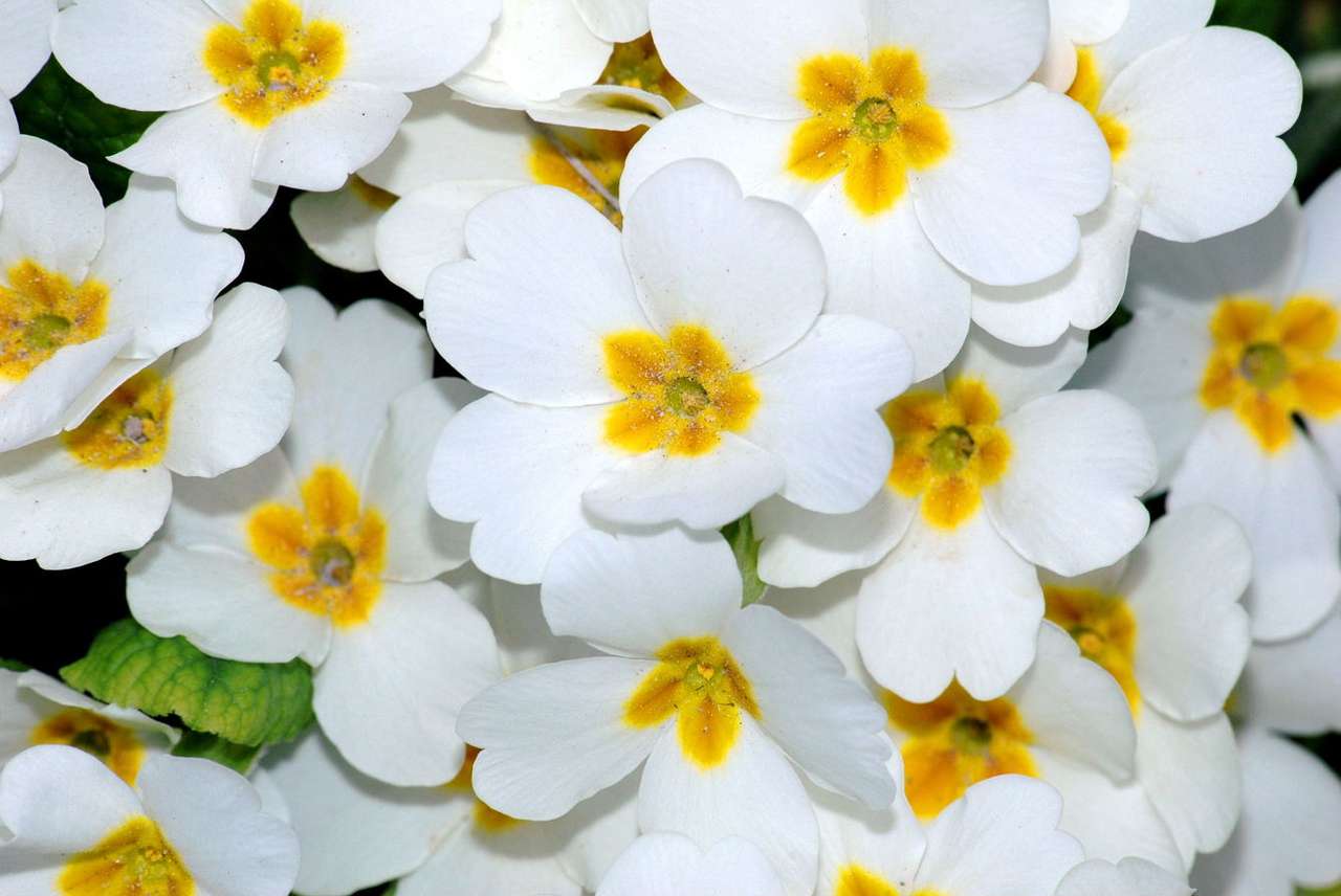 Flores de prímula puzzle online a partir de fotografia