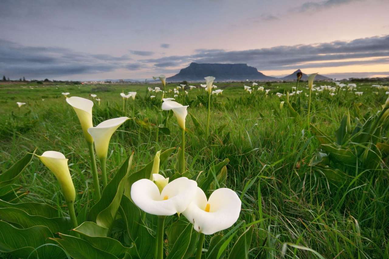 Arum Lilies puzzle online from photo