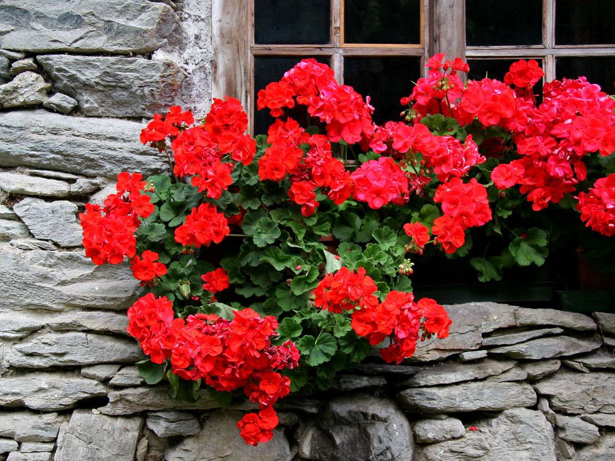 Fleurs dans la fenêtre d'une maison à Wallis (Suisse) puzzle en ligne