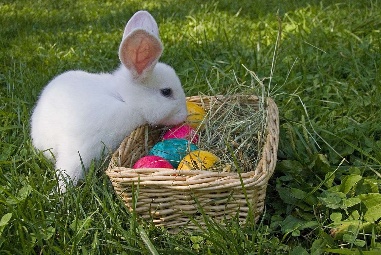 Bunny snuffing in the Easter basket puzzle online from photo