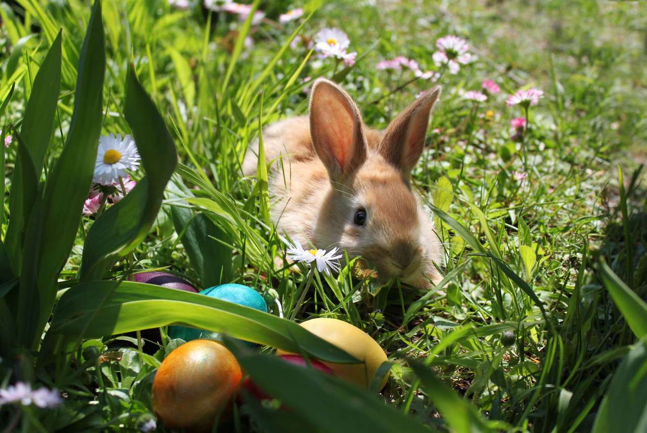 Conejito de Pascua con huevos en un prado de primavera rompecabezas en línea