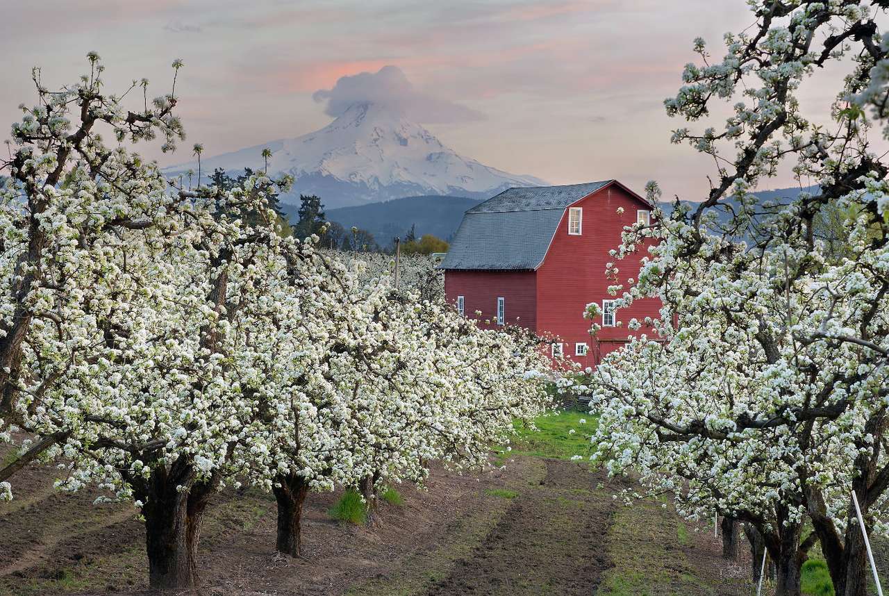 Picturesque orchards in Hood River (USA) online puzzle
