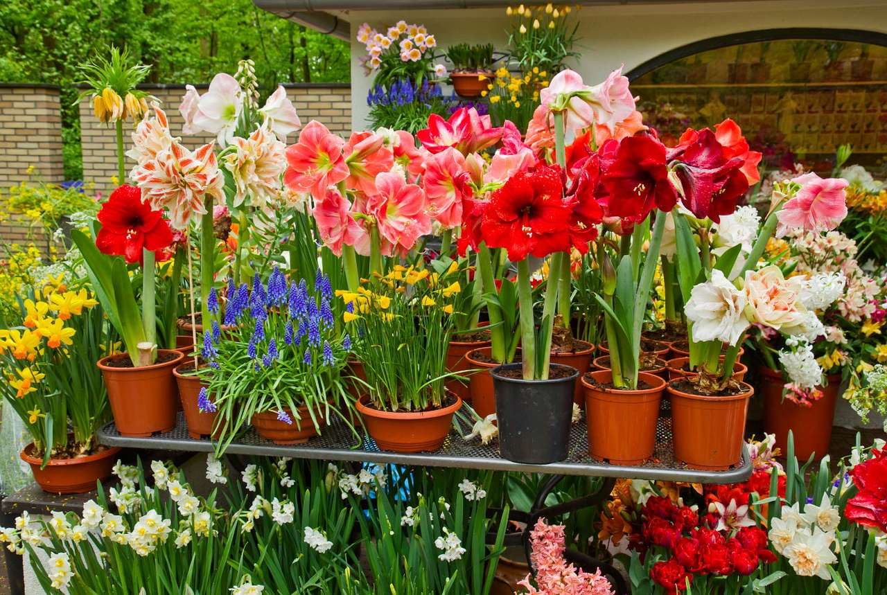Flowers in pots puzzle online from photo