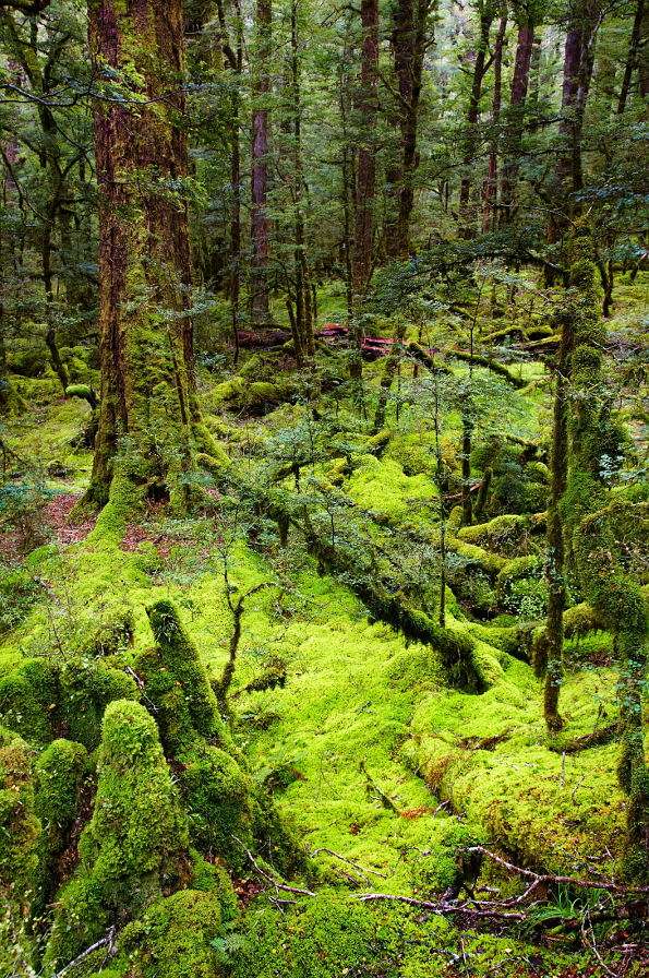 Αρχέγονο δάσος (Νέα Ζηλανδία) παζλ