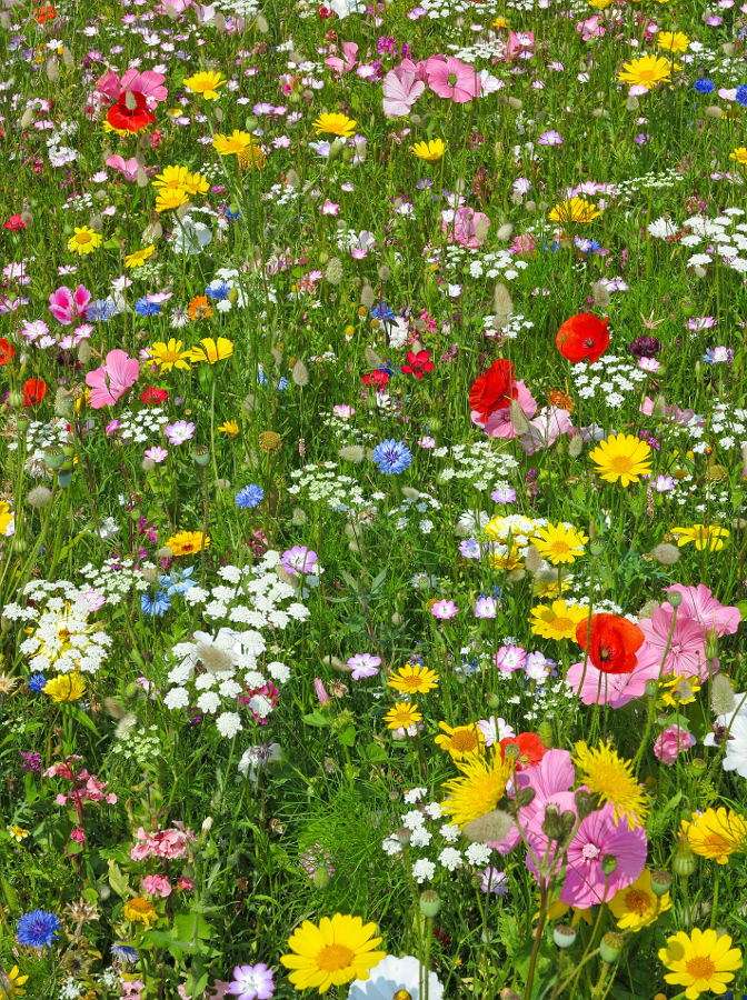 Wild flowers on a meadow puzzle online from photo