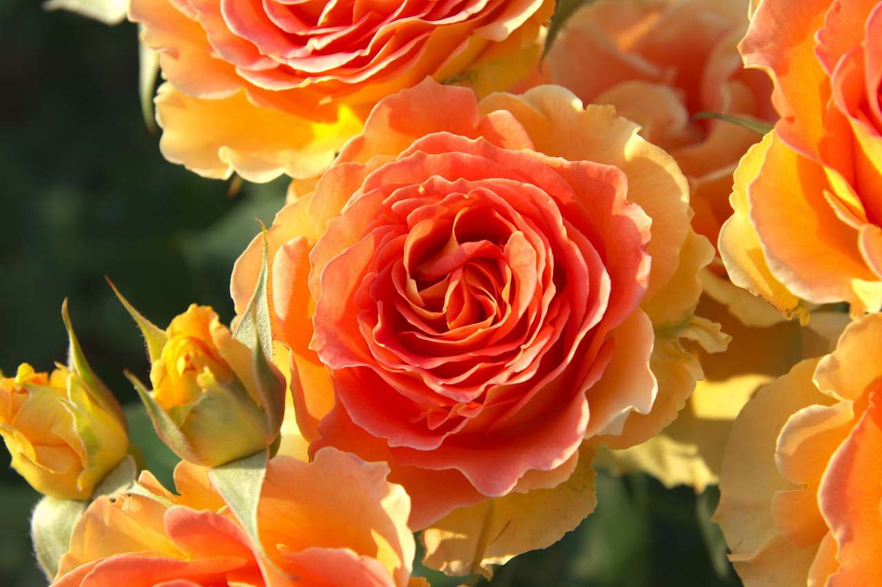 Τριαντάφυλλα τσαγιού online παζλ