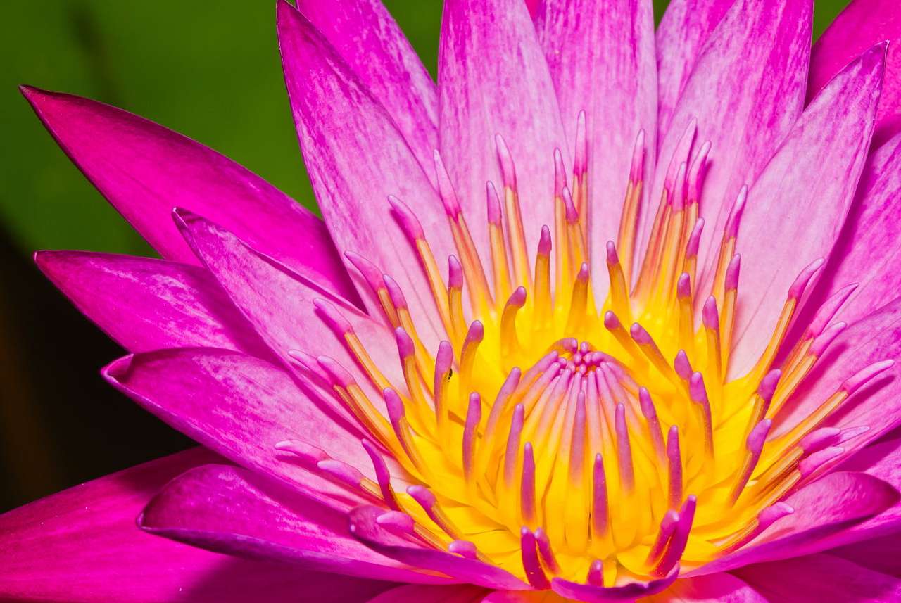 Flor de Lotus puzzle online