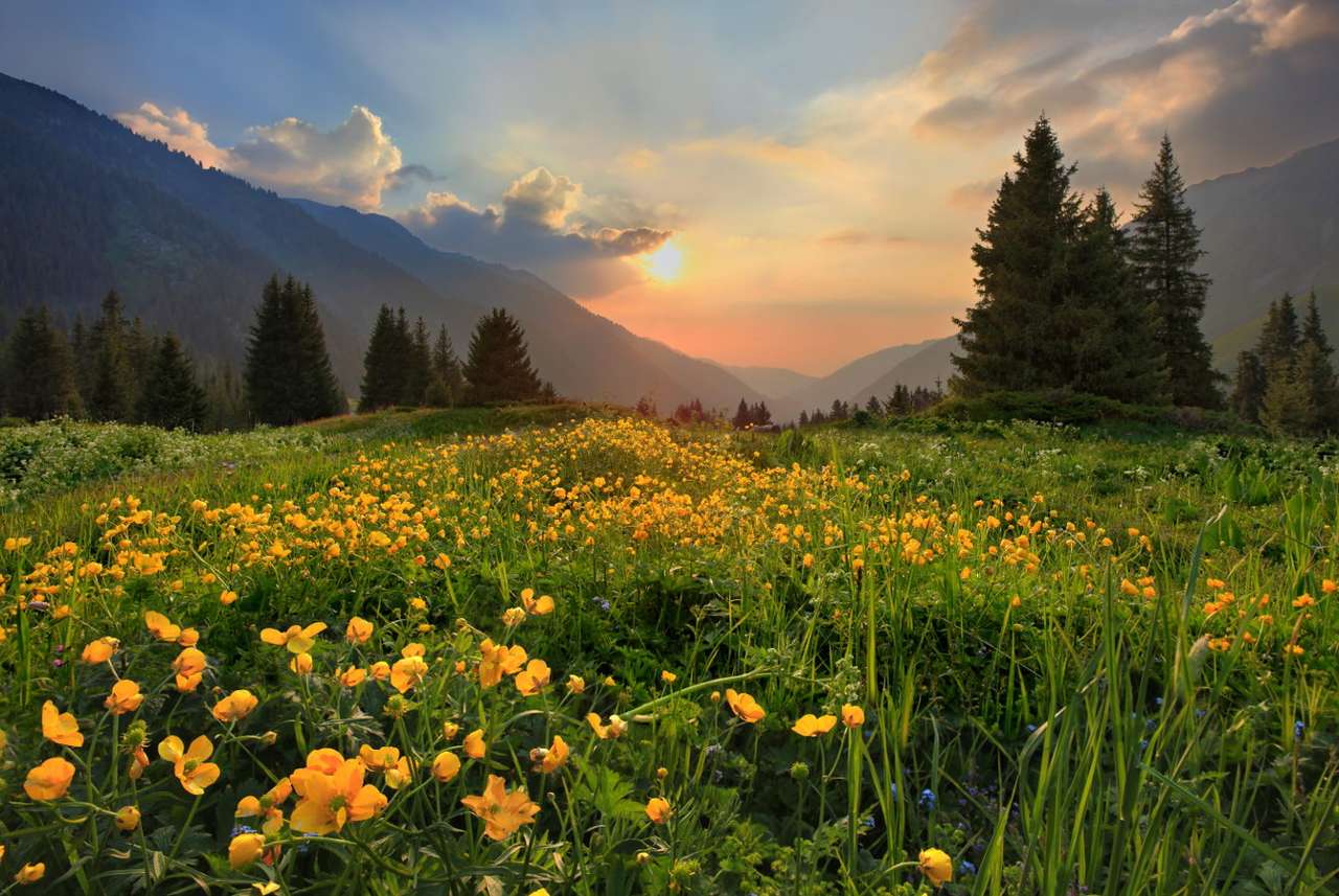 Buttercups on a clearing (Kazakhstan) online puzzle