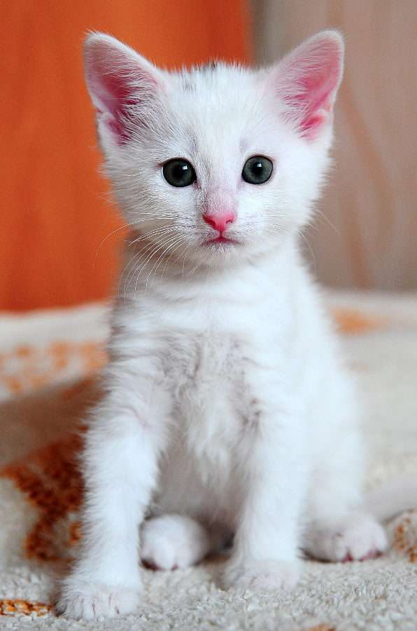 Λευκό γατάκι παζλ από τη φωτογραφία