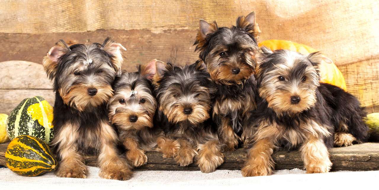 Yorkshire Terrier puppies puzzle online from photo