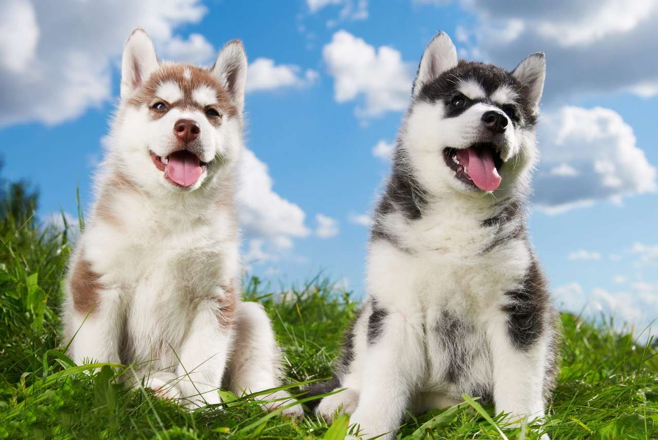 Siberische Husky pups online puzzel