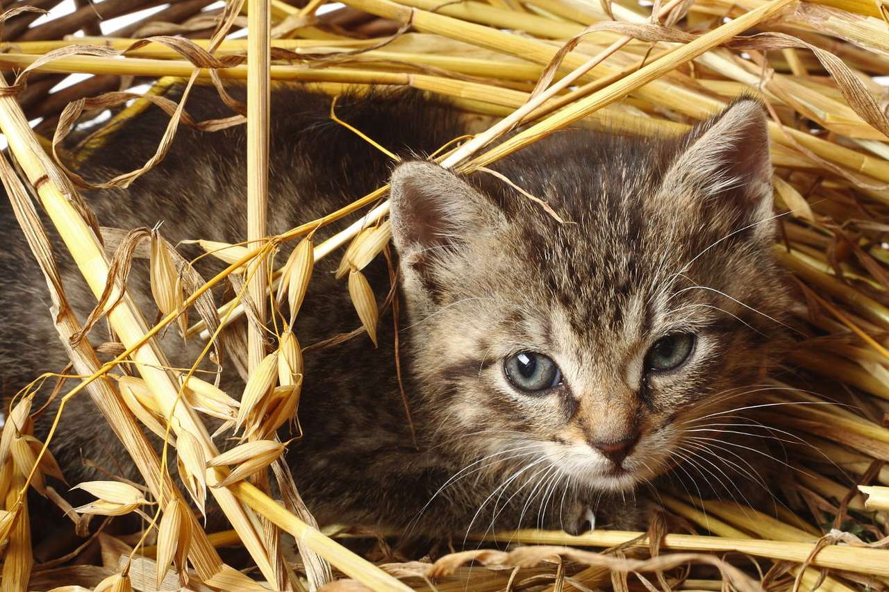 Котенок спрятан в соломе пазл из фотографии