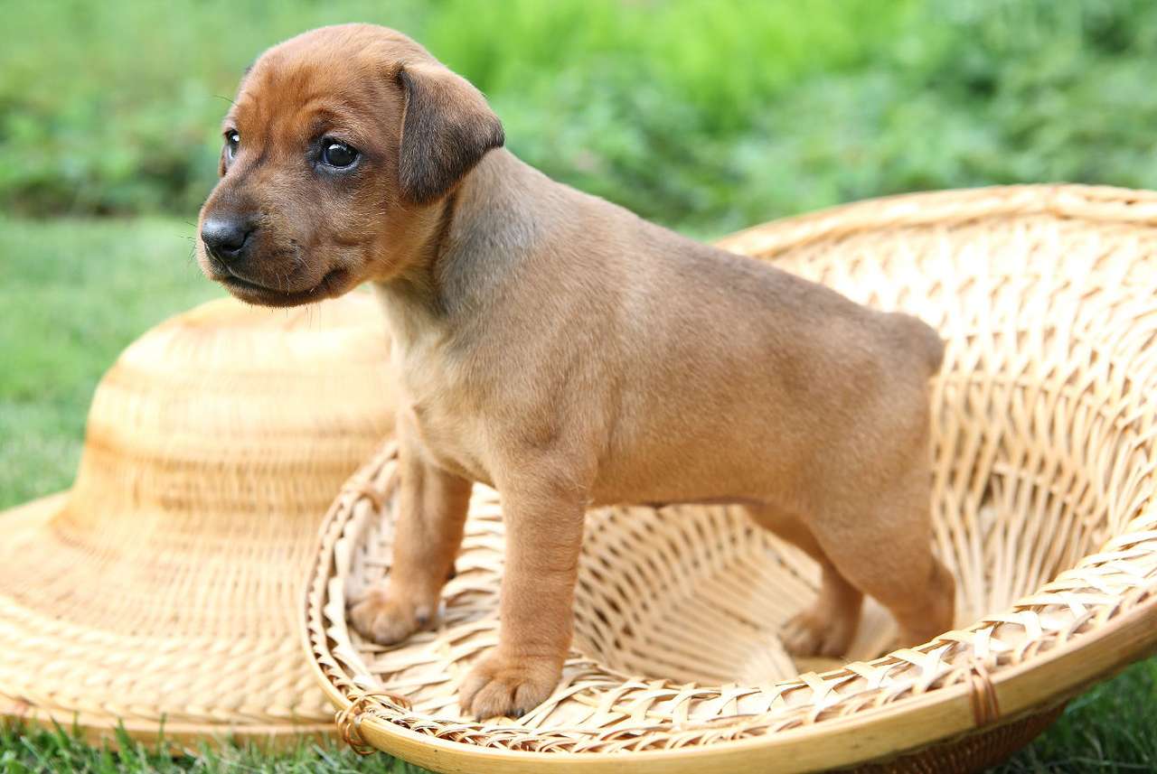 Cachorro de pinscher miniatura rompecabezas en línea