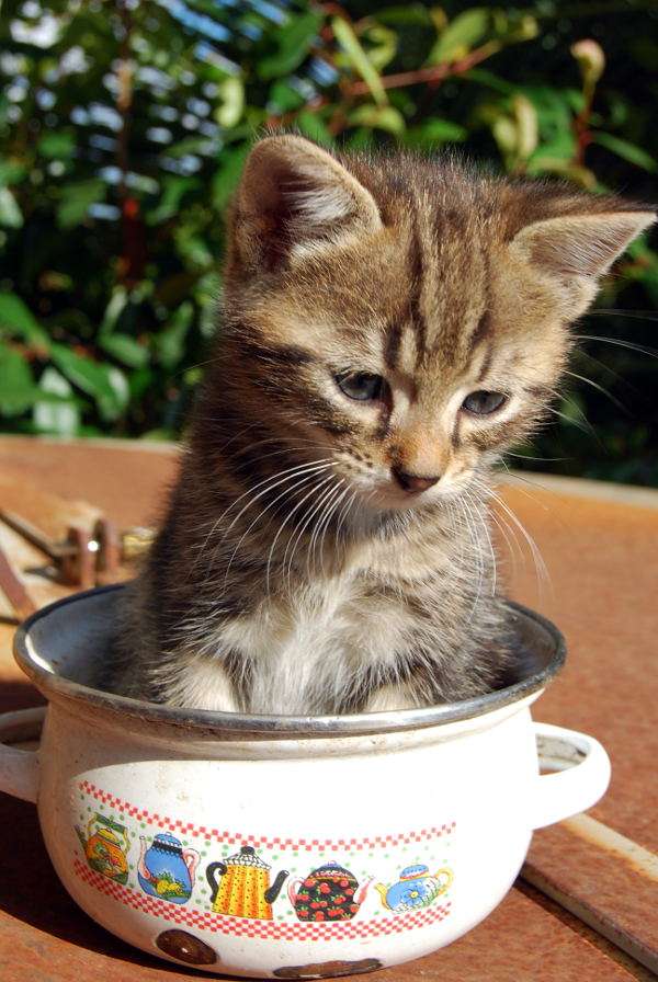 Kitten in a pot puzzle from photo