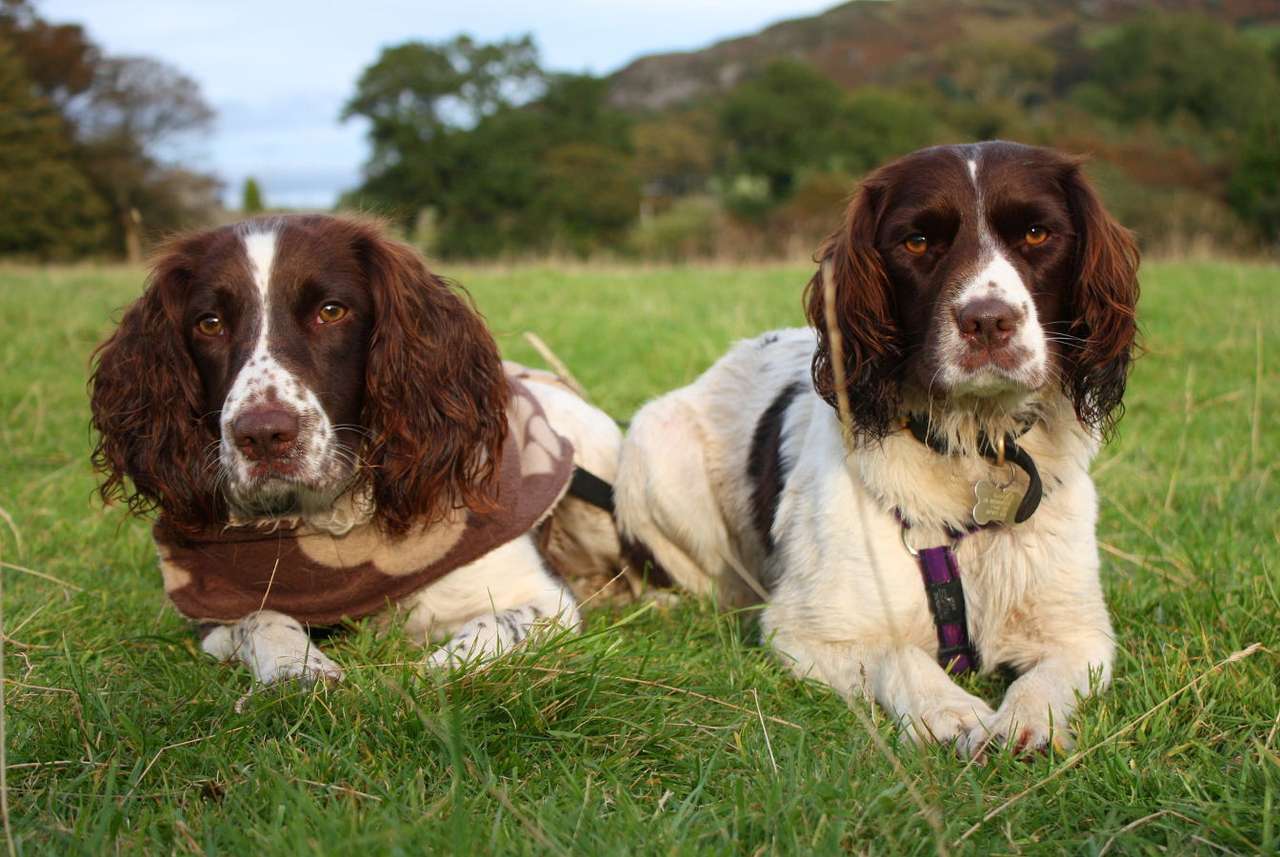 Två engelska Springer Spaniels som ligger på gräset pussel online från foto