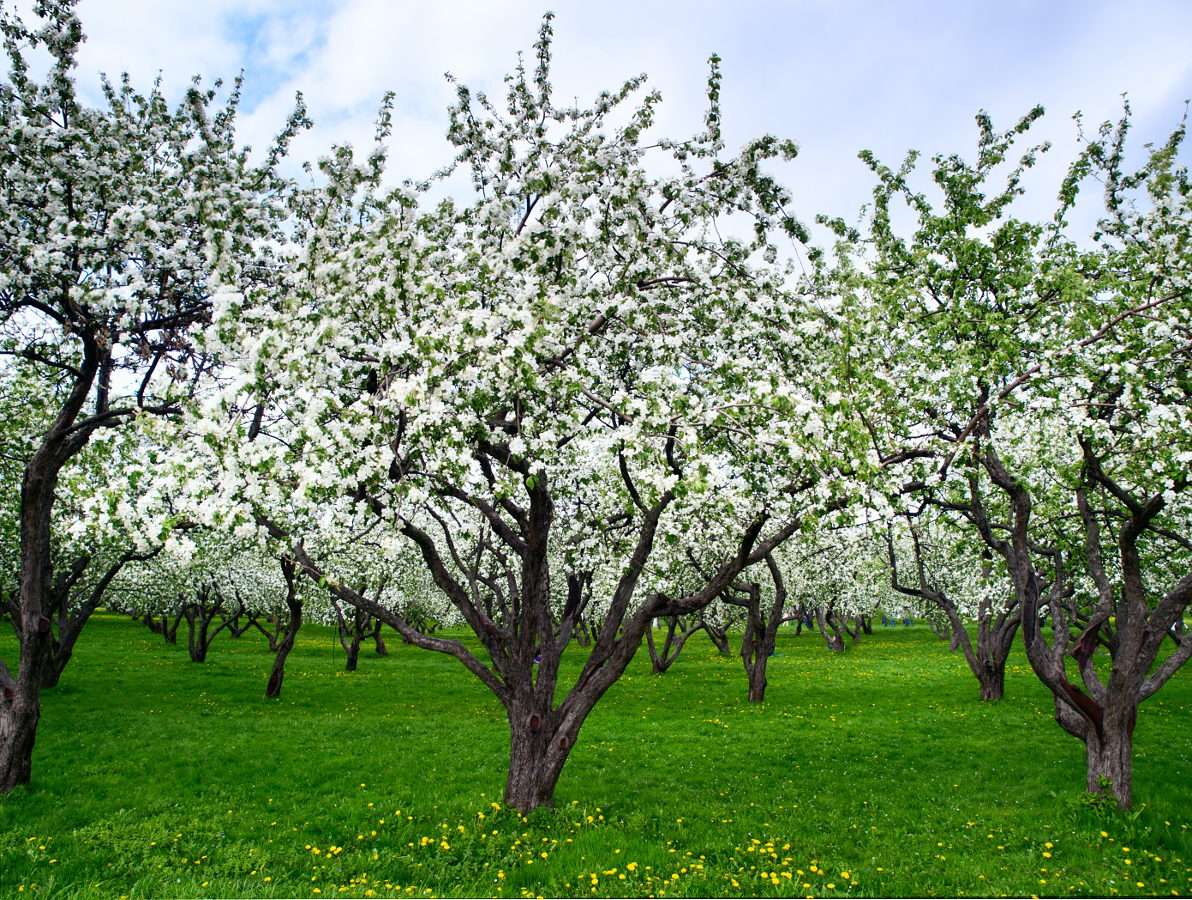 Цъфтящи ябълкови дървета онлайн пъзел