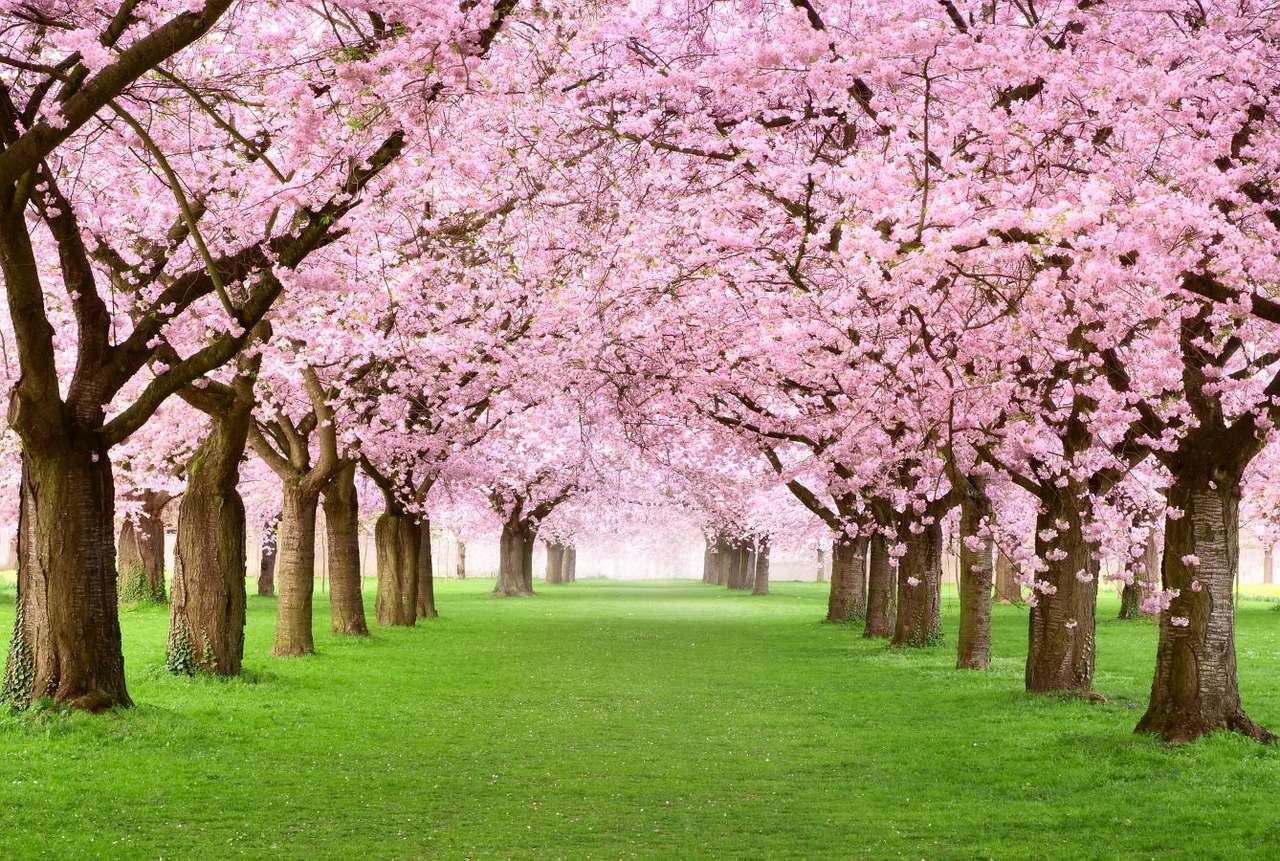 Rózsaszín virágzó cseresznyefák online puzzle
