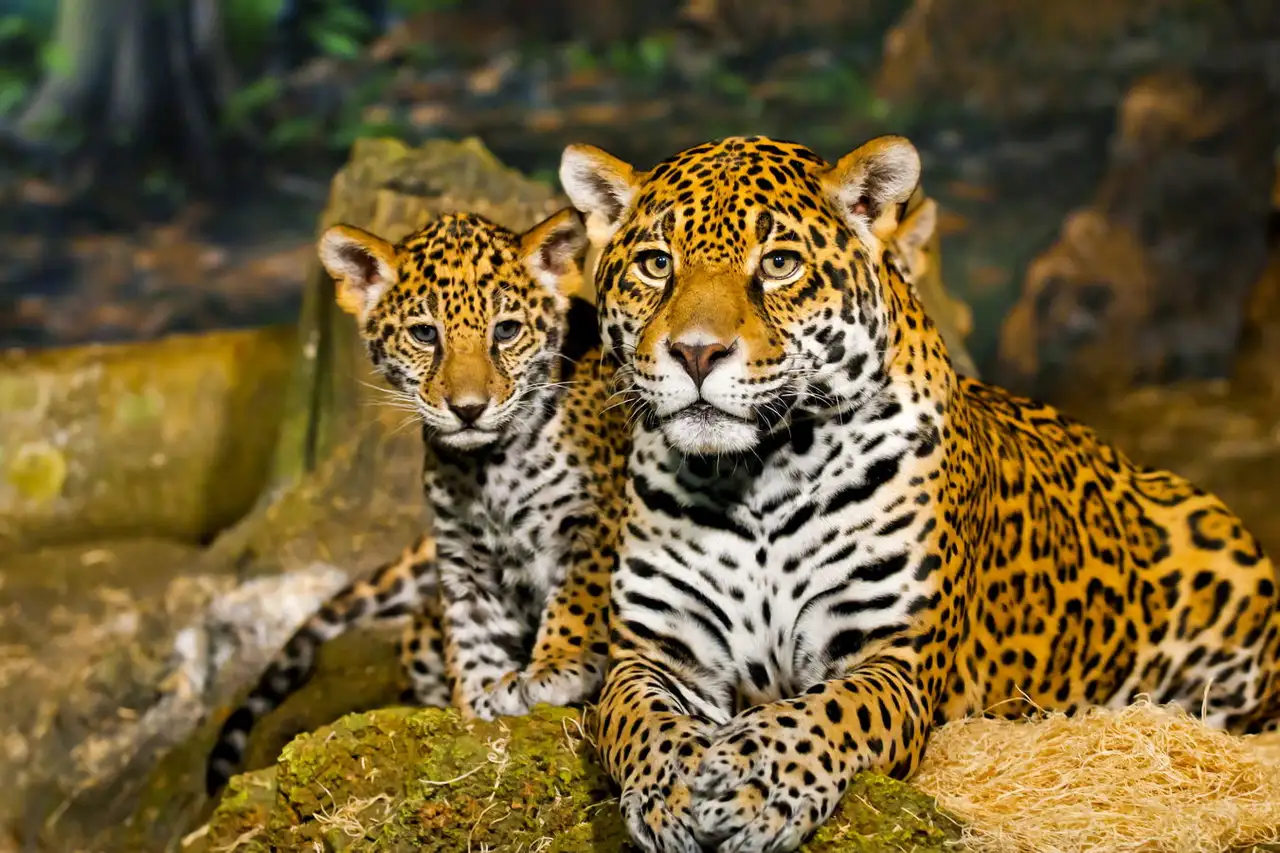 Jonge Jaguar Met Zijn Moeder Epuzzle Fotopuzzel