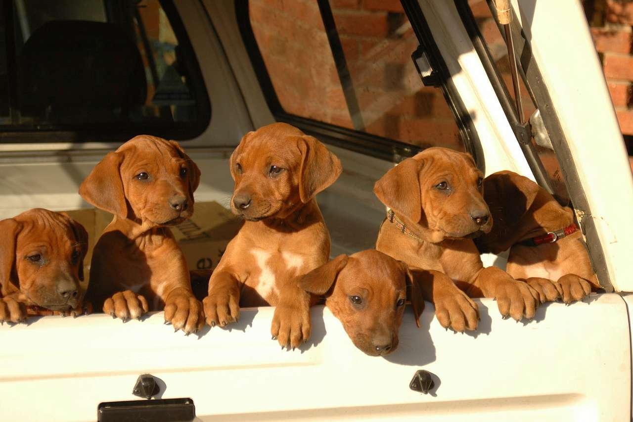 Rhodesian puppies puzzle online from photo