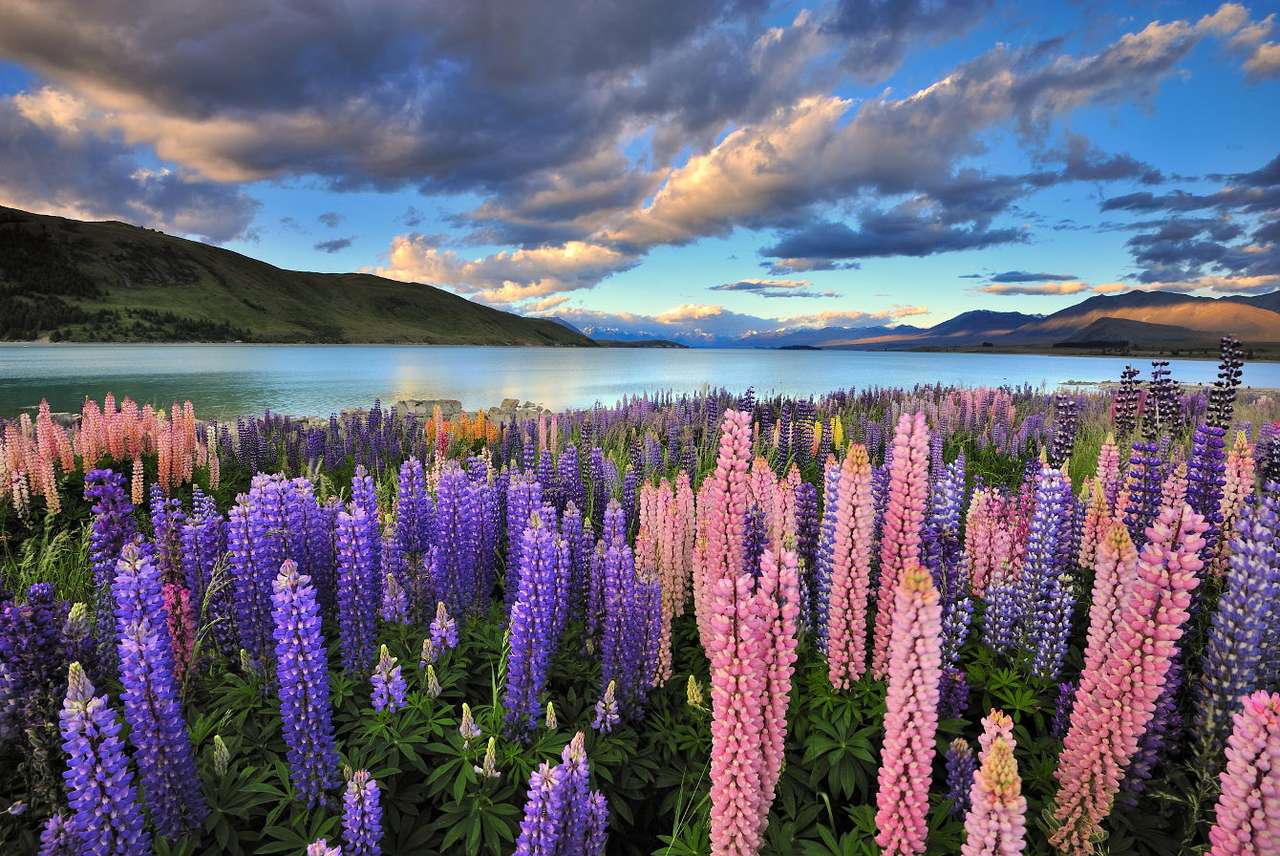 Lupine aan de oever van Tekapo Lake (Nieuw-Zeeland) online puzzel