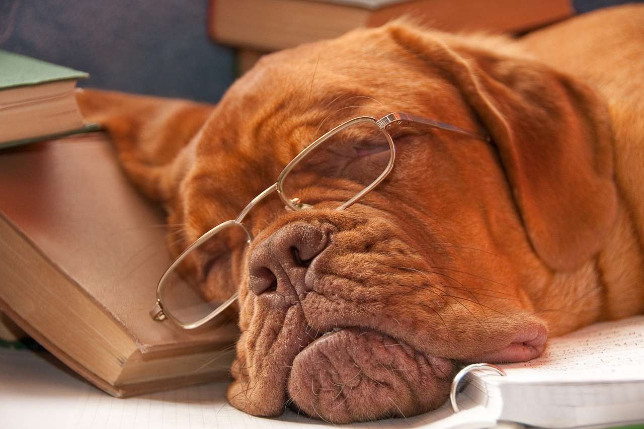 Perro con gafas sobre una pila de libros rompecabezas en línea